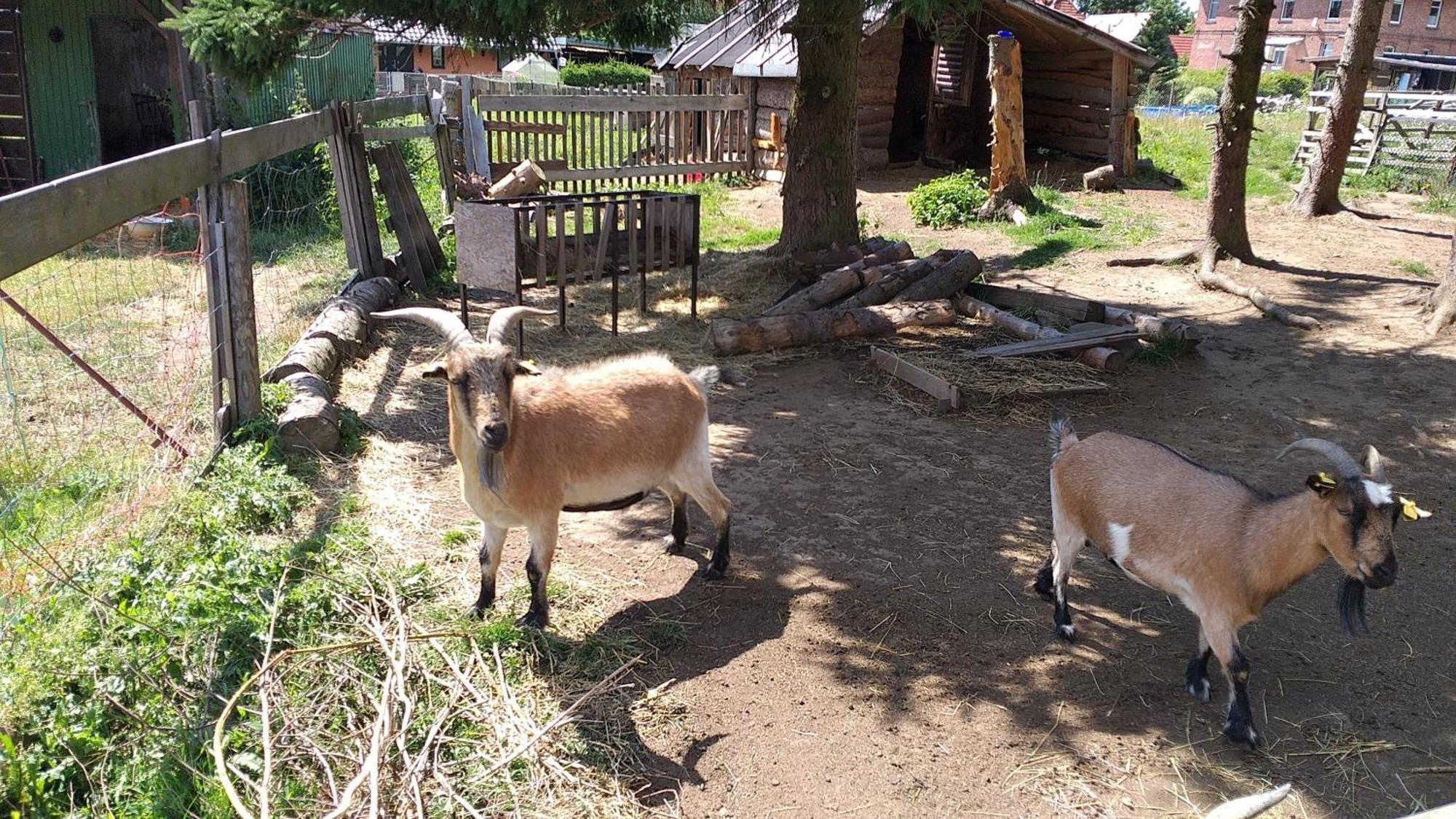 Ferienwohnung Sonnenschein Mit Kleinem Bauernhof Thale Dış mekan fotoğraf