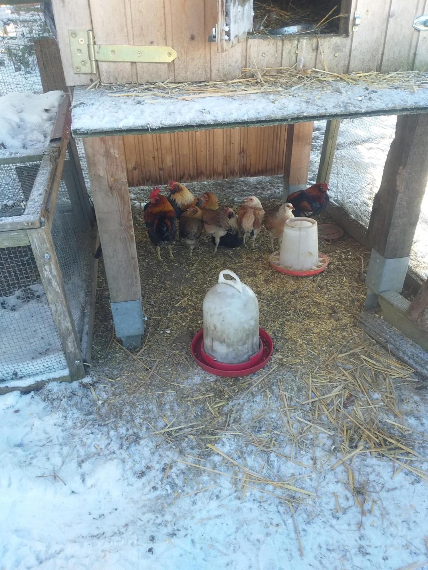 Ferienwohnung Sonnenschein Mit Kleinem Bauernhof Thale Dış mekan fotoğraf